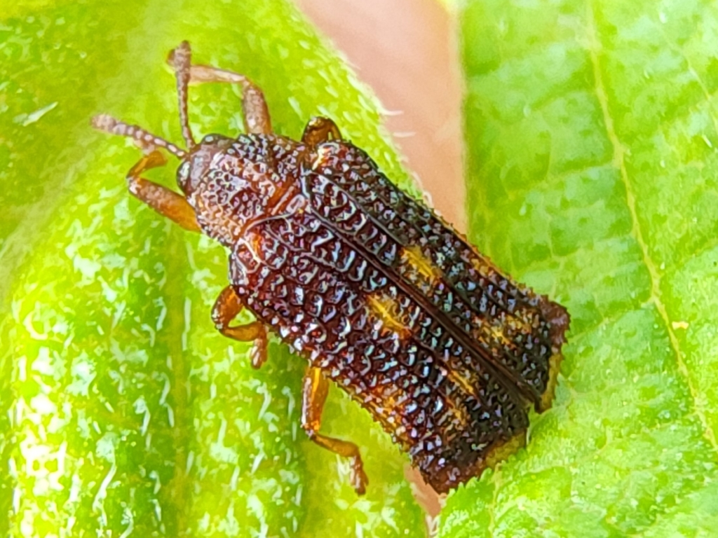 Lantana Beetle