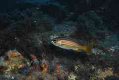 Parapristipoma octolineatum