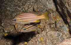 Parapristipoma octolineatum