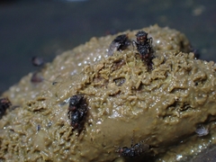 Poecilosomella
