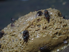 Poecilosomella