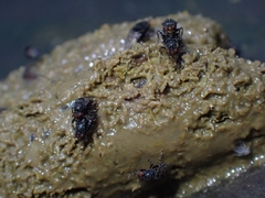 Poecilosomella