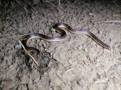 Atractus trilineatus