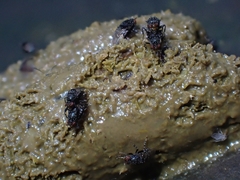 Poecilosomella