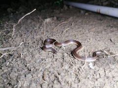 Atractus trilineatus
