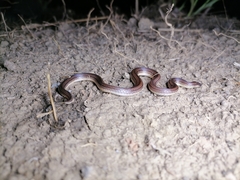 Atractus trilineatus