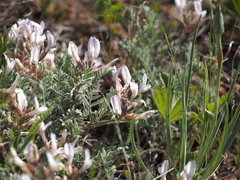 Astragalus testiculatus