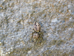 Anarrhotus fossulatus