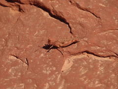 Cibolacris samalayucae