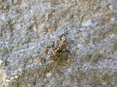 Anarrhotus fossulatus