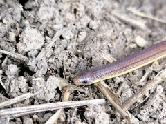 Atractus trilineatus