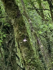 Dendrobium falconeri