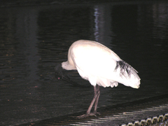 Threskiornis molucca