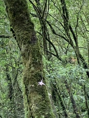 Dendrobium falconeri