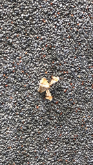 Krananda oliveomarginata