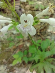 Penstemon alluviorum