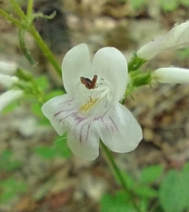 Penstemon alluviorum