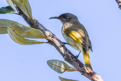 Lichmera indistincta