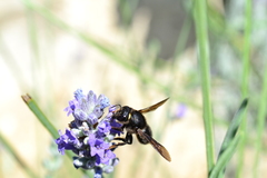Megachile parietina