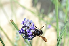 Megachile parietina