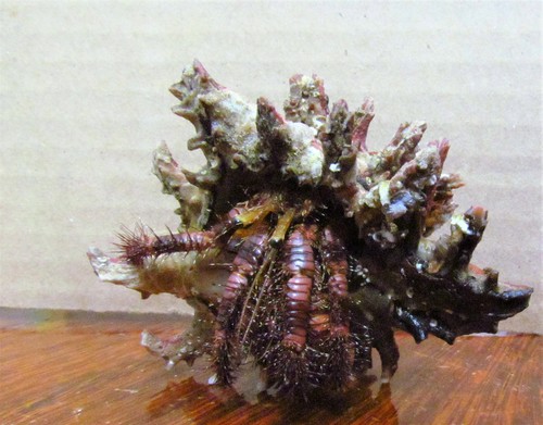 Hexaplex princeps