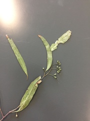 Eucalyptus persistens