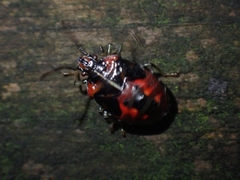 Sastragala versicolor