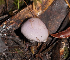 Phlegmacium lavendulense