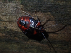 Sastragala versicolor