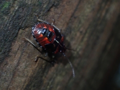 Sastragala versicolor