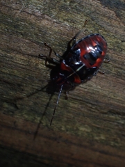 Sastragala versicolor