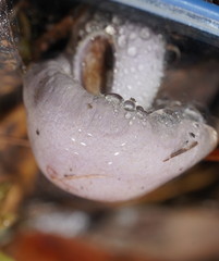 Phlegmacium lavendulense