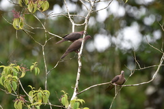 Patagioenas