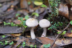 Phlegmacium lavendulense