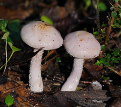 Phlegmacium lavendulense