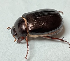 Phyllophaga vehemens