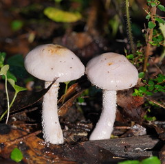 Phlegmacium lavendulense