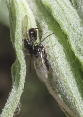 Aulacidea acroptilonica