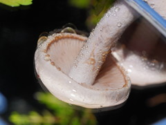 Phlegmacium lavendulense