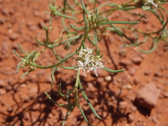 Ipomopsis gunnisonii