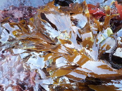 Desmarestia ligulata