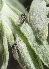 Aulacidea acroptilonica