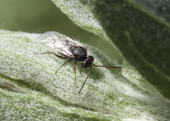 Aulacidea acroptilonica