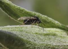 Aulacidea acroptilonica