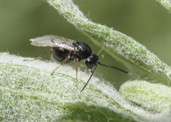 Aulacidea acroptilonica