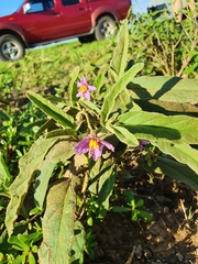 Solanum centrale