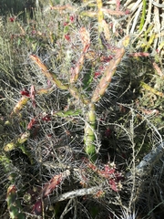 Opuntia aurantiaca