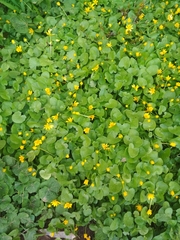 Ficaria verna