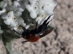 Melecta