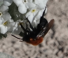 Melecta